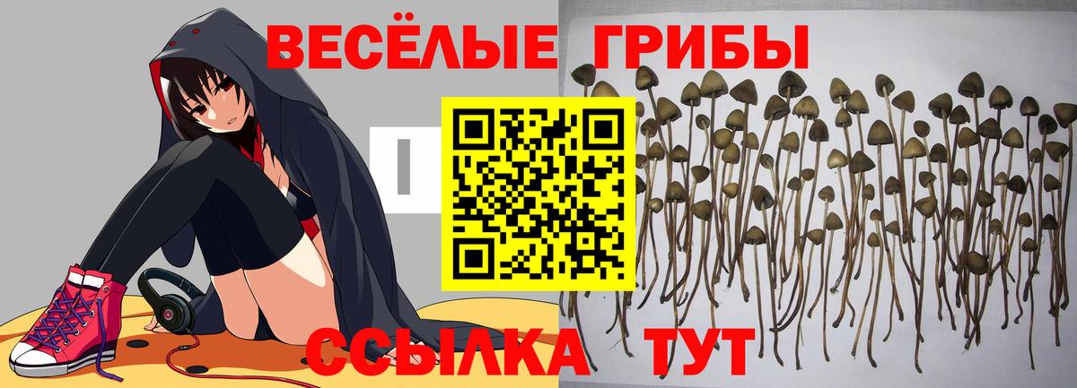Псилоцибиновые грибы Psilocybe  где купить наркотик  Галлюциногенные грибы GOLDEN TEACHER  Саянск  Вход с VPN 